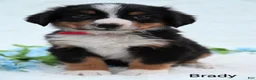 Bernese Mountain Dog dogs for sale: Brady  - Ad 3