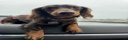 Miniature Dachshund dogs for sale: Miniature Dachshund Puppy 3 - Ad 8