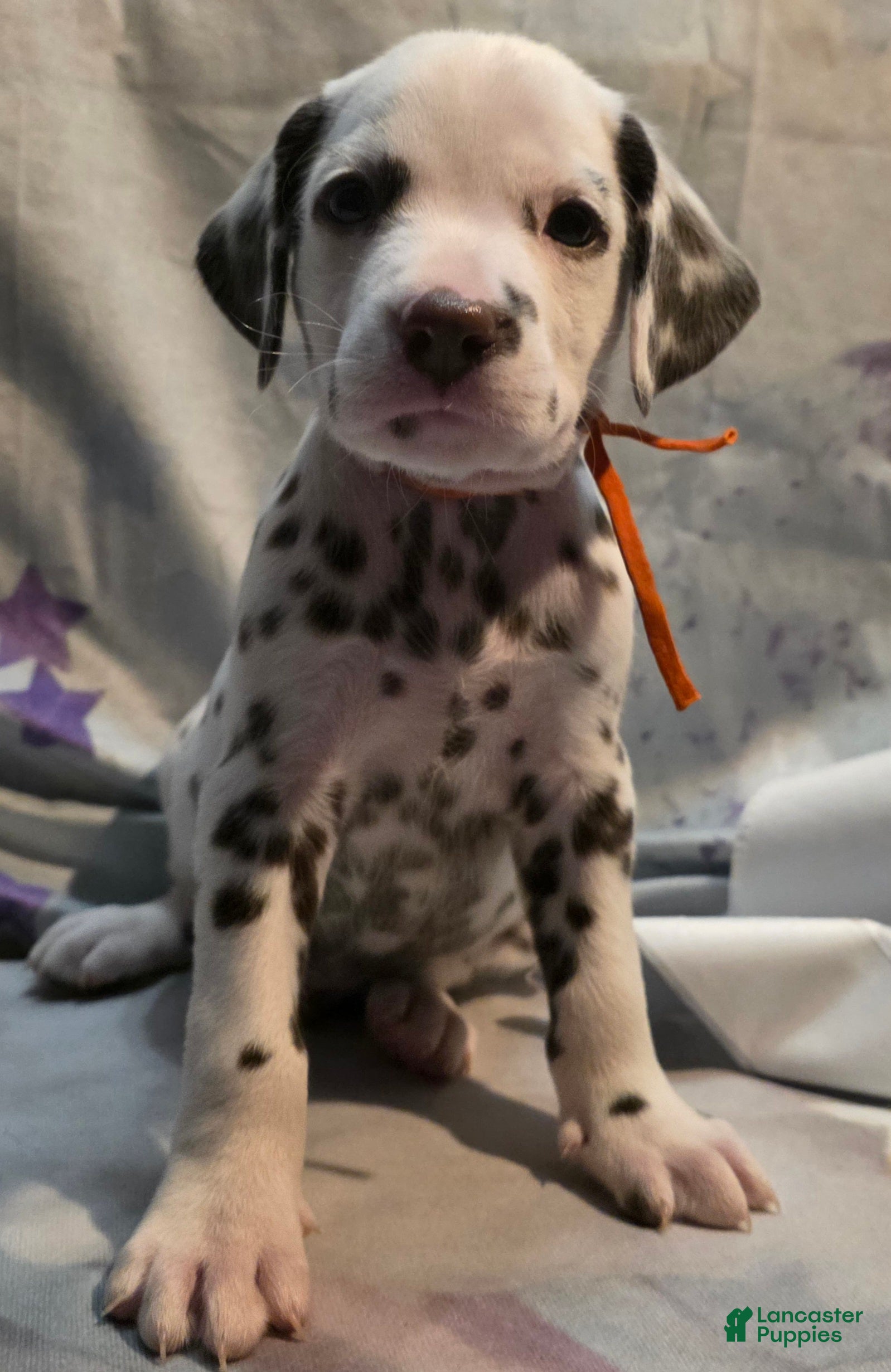 Dalmatian dogs Duke - Ad 1