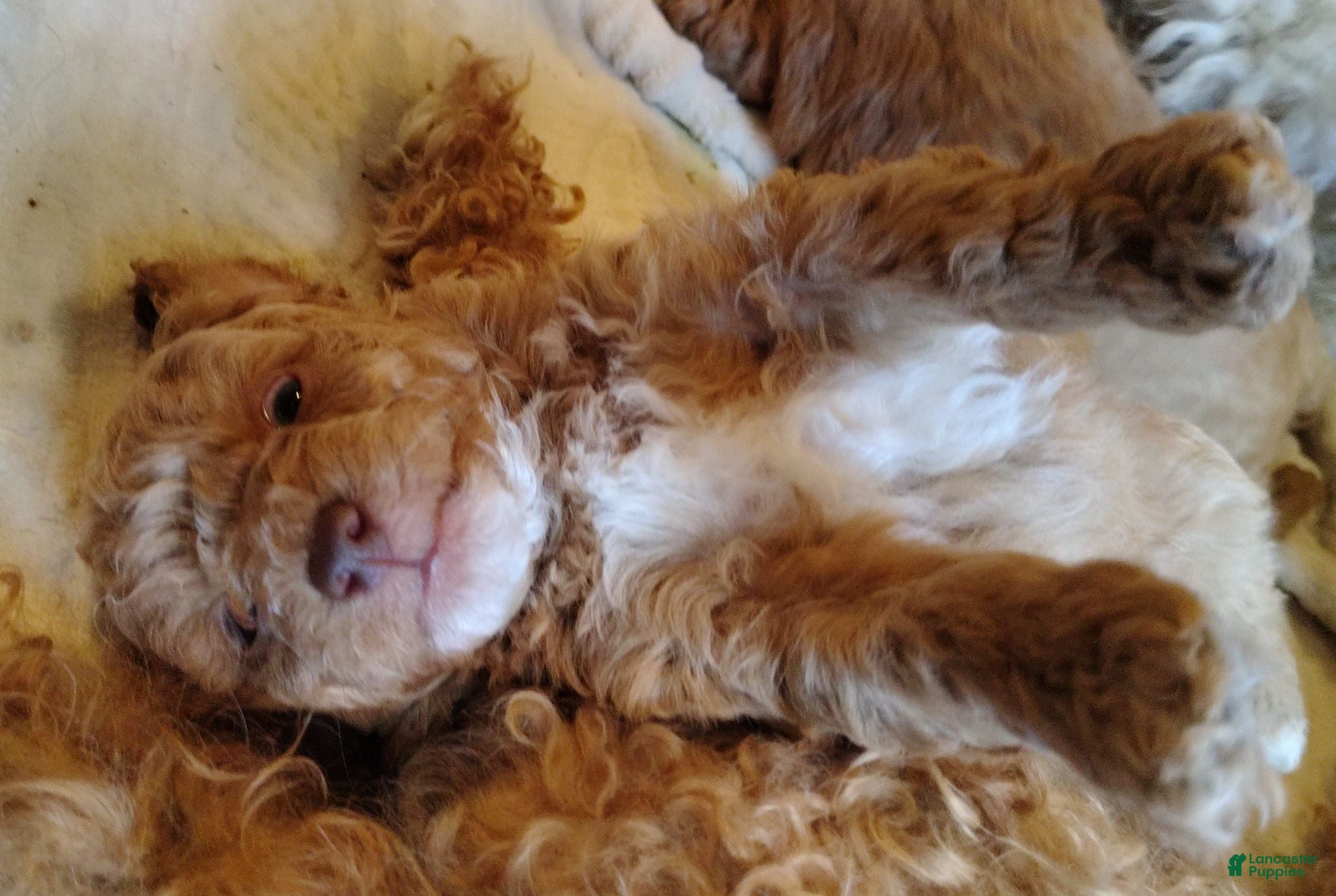 Toy Poodle dogs Cuddles Toy Poodle 2 - Ad 2