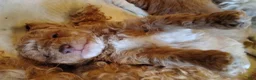 Toy Poodle dogs for sale: Cuddles Toy Poodle 2 - Ad 2