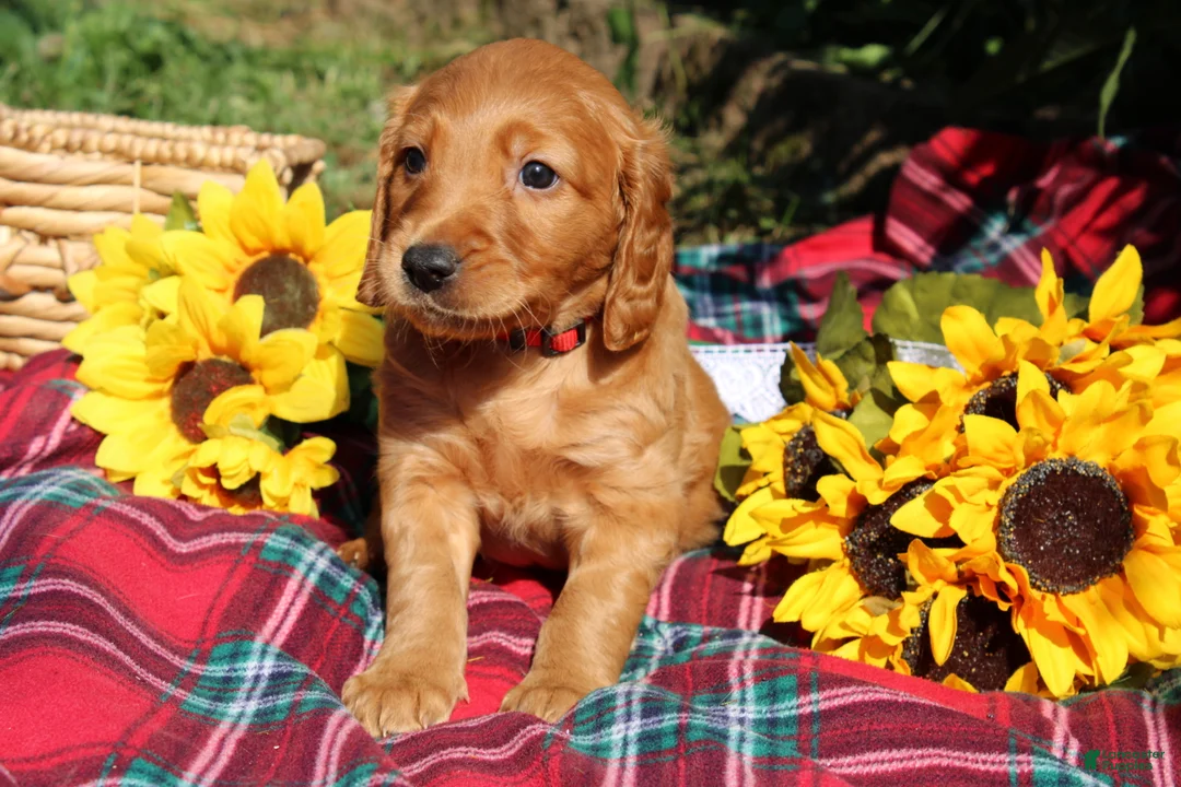 Mixed Breed dogs for sale: Daisy - Irish Goldendoodle  - Ad 1