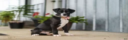 Boxer dogs for sale: Fido - Ad 4