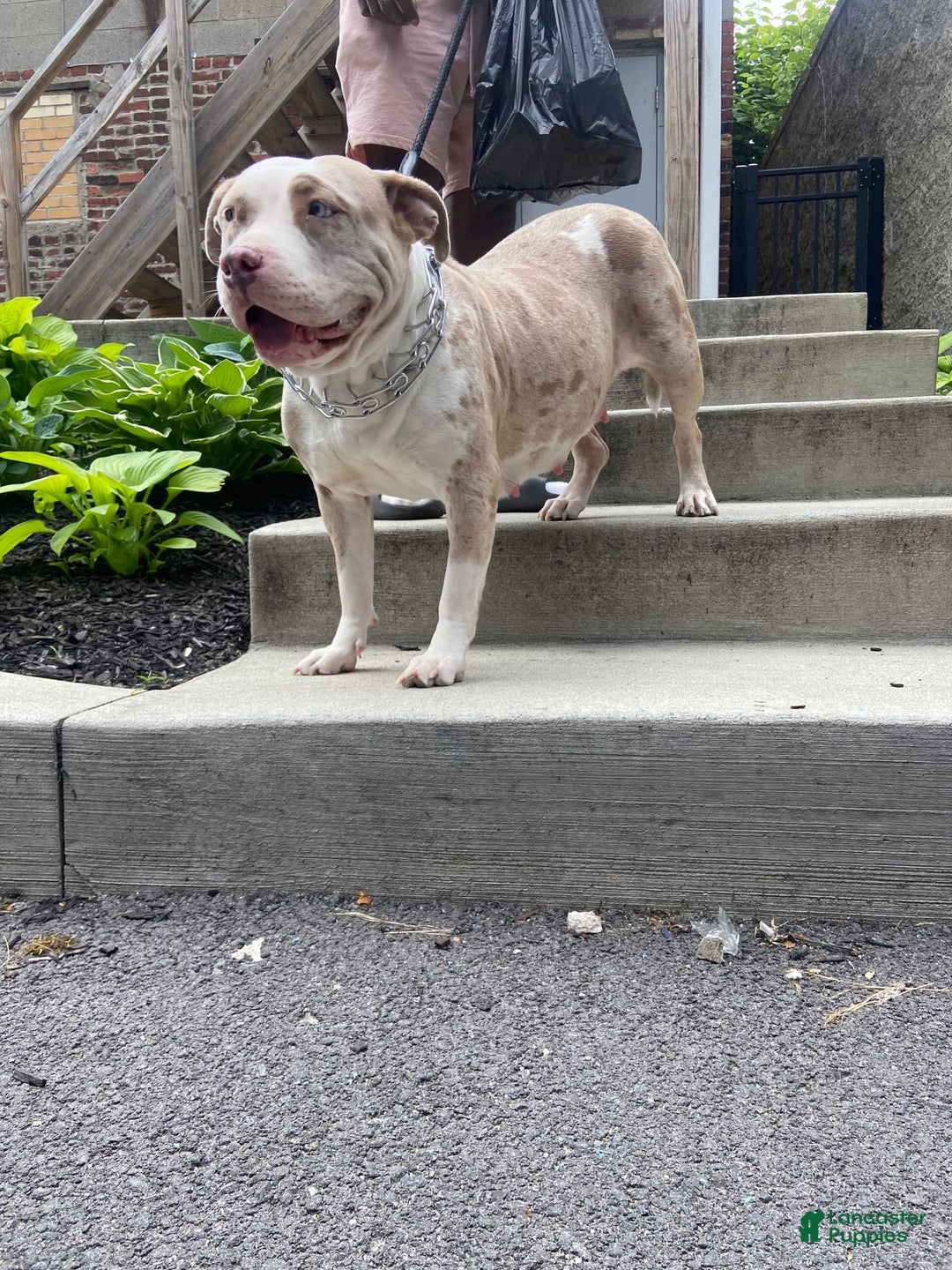 Gallery Image {{count}}