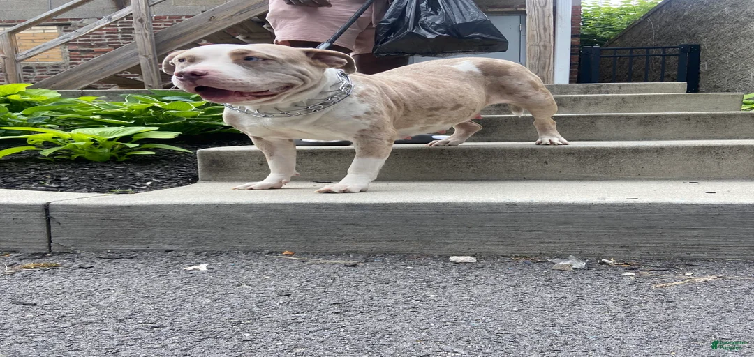 Gallery Image {{count}}