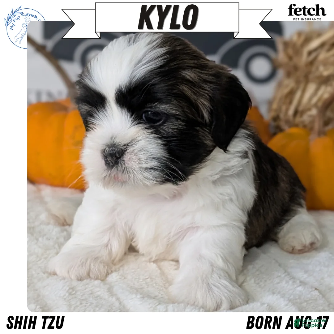 Shih Tzu dogs for sale: Kylo - Ad 1