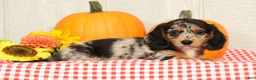 Miniature Dachshund dogs for sale: Jesse - Ad 4