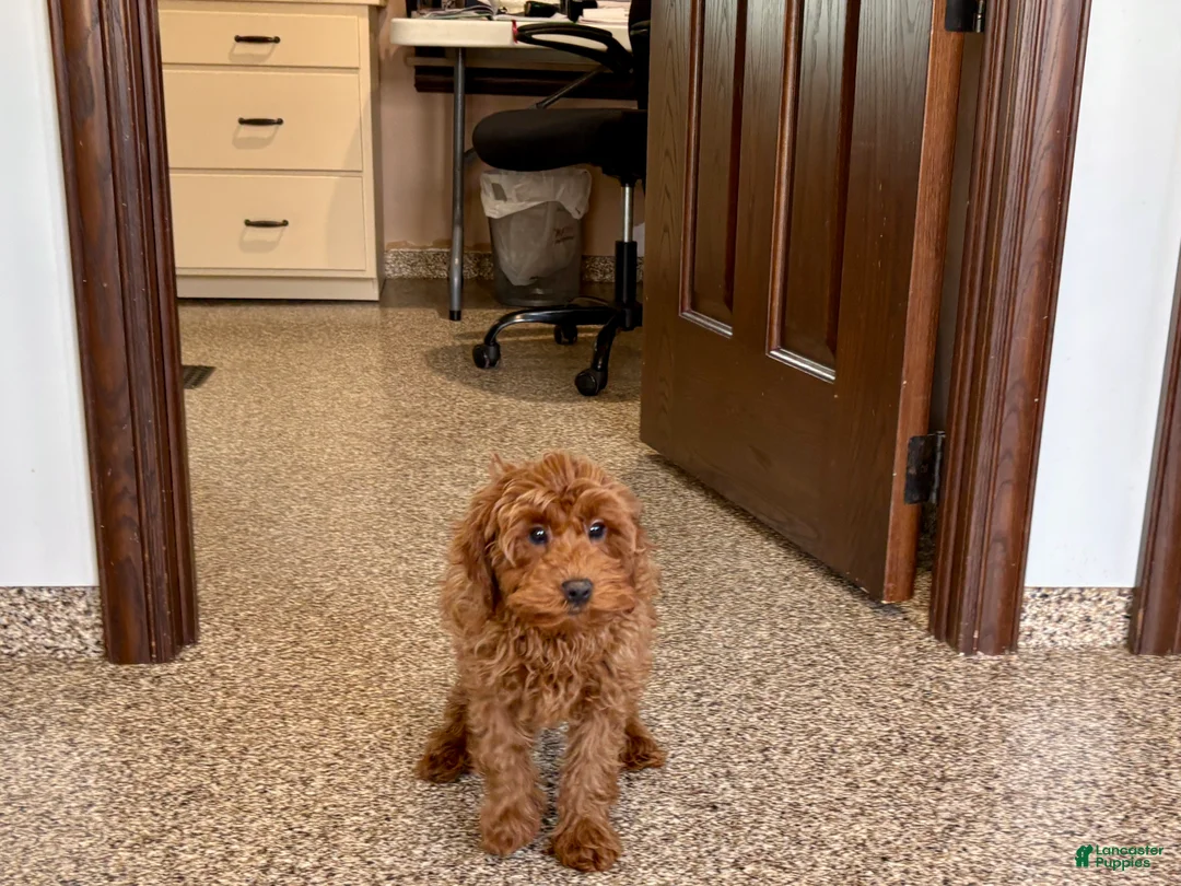 Cavapoo dogs for sale: Cavapoo F1b male Puppy 3 - Ad 9