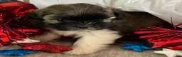 Shih Tzu dogs for sale: Zane - Ad 17