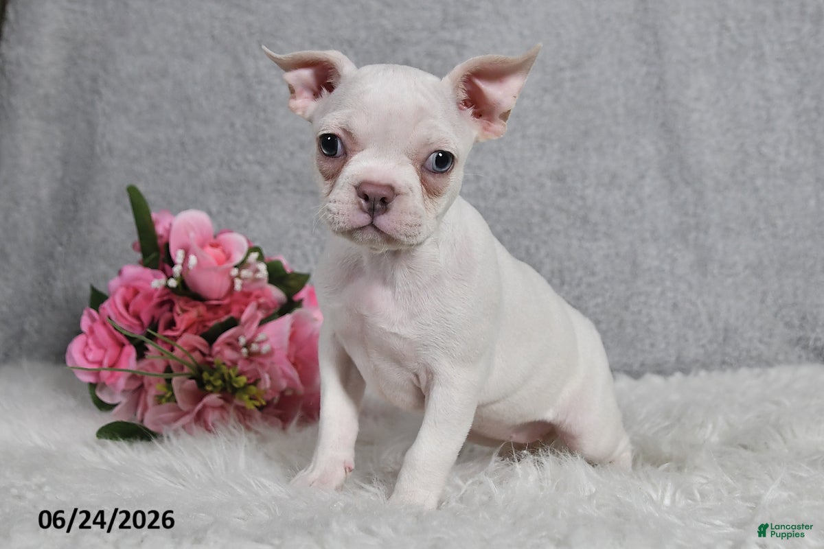 Frenchton dogs Snow White - Ad 1