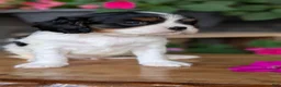 Cavalier King Charles Spaniel dogs for sale: Lance - Ad 7