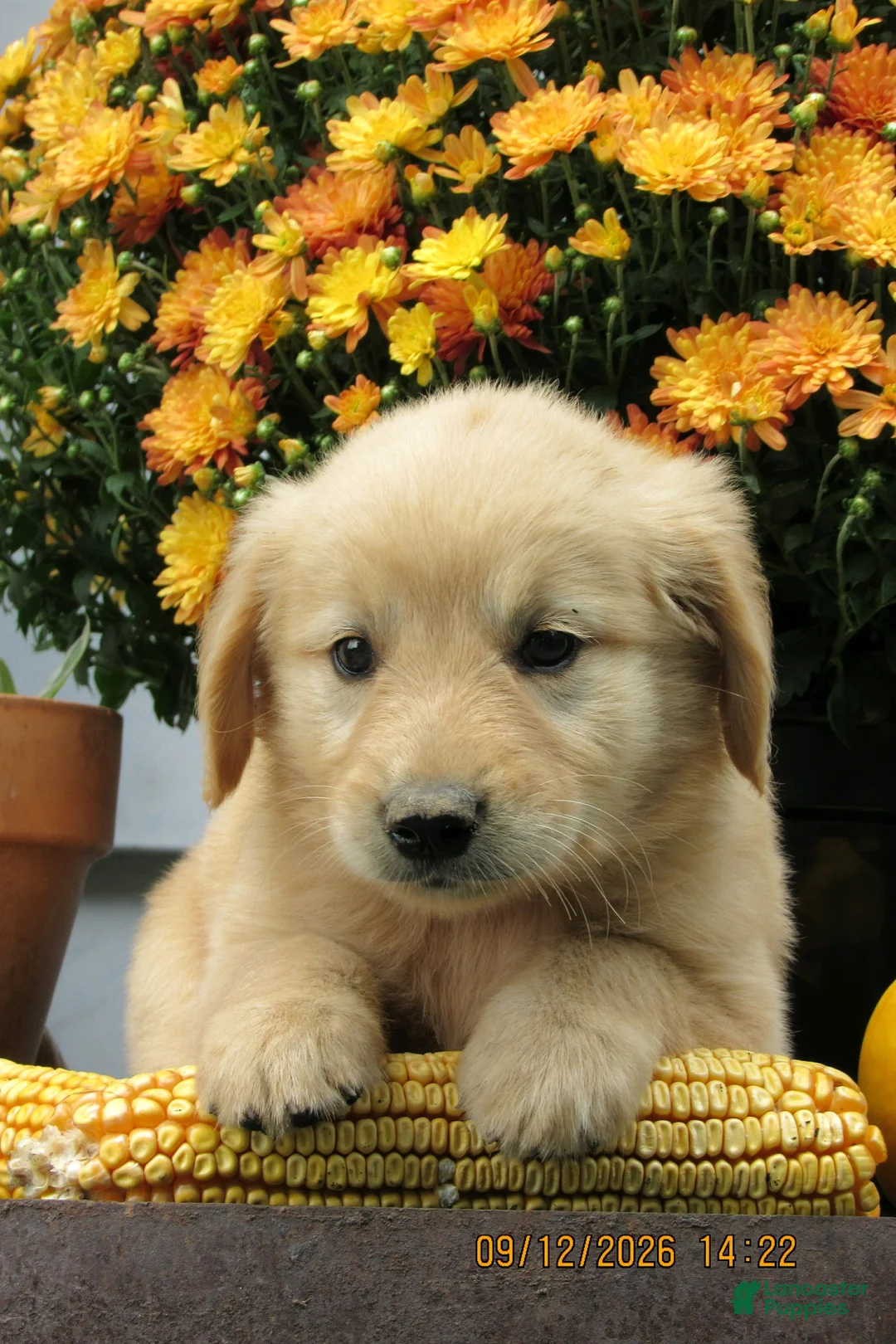 Golden Retriever dogs for sale: Golden Retriever 5 Brea - Ad 1