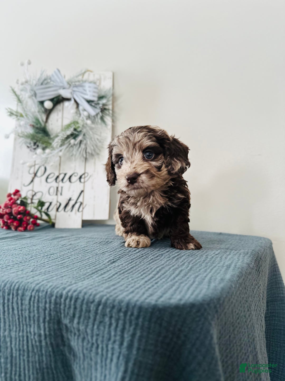 Mixed Breed dogs for sale: Dasher - Ad 7