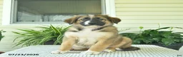 Mixed Breed dogs for sale: Rory  - Ad 3