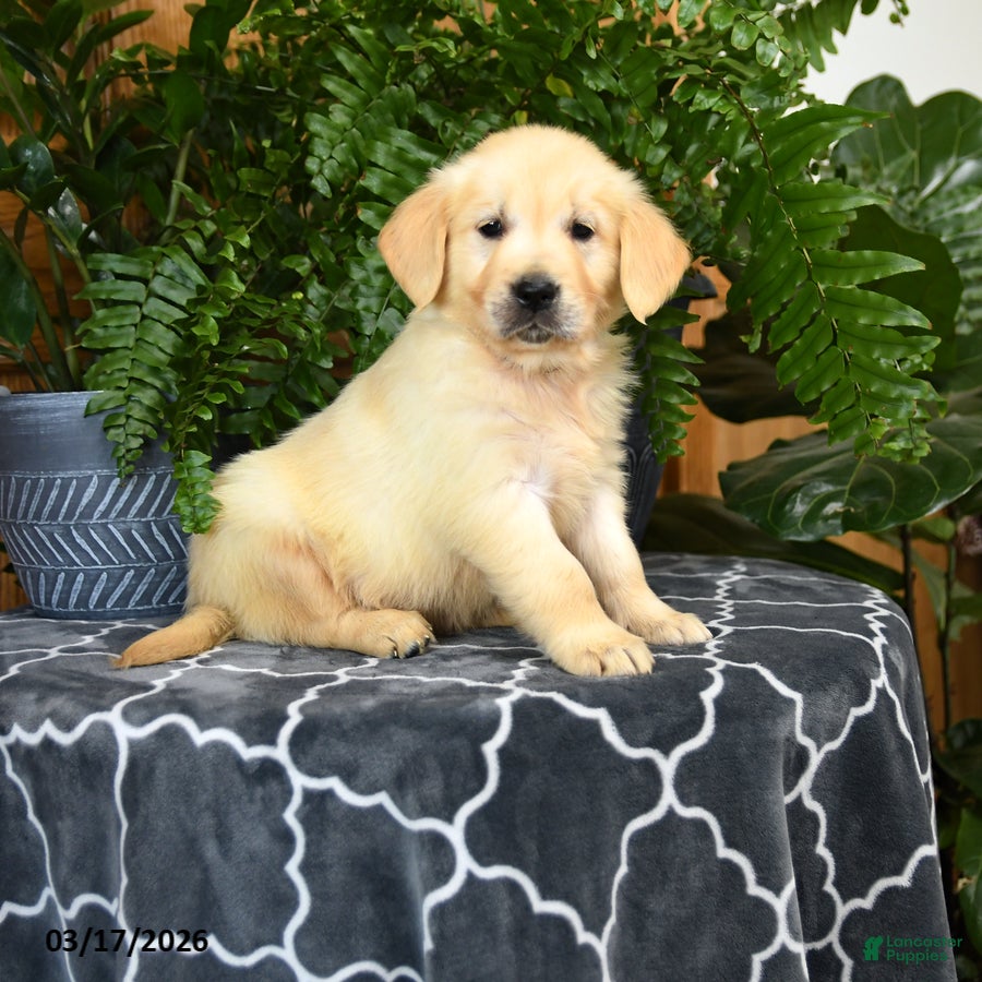 Golden Retriever dogs Handsome - Ad 1