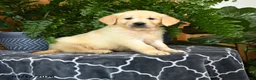 Golden Retriever dogs for sale: Handsome - Ad 1