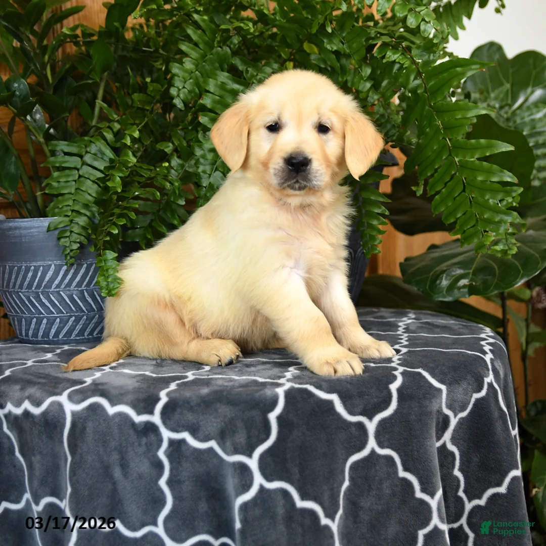 Golden Retriever dogs for sale: Handsome - Ad 1