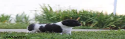 Toy Fox Terrier dogs for sale: Missy - Ad 14