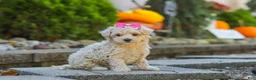 Maltipoo dogs for sale: Maple - Ad 5
