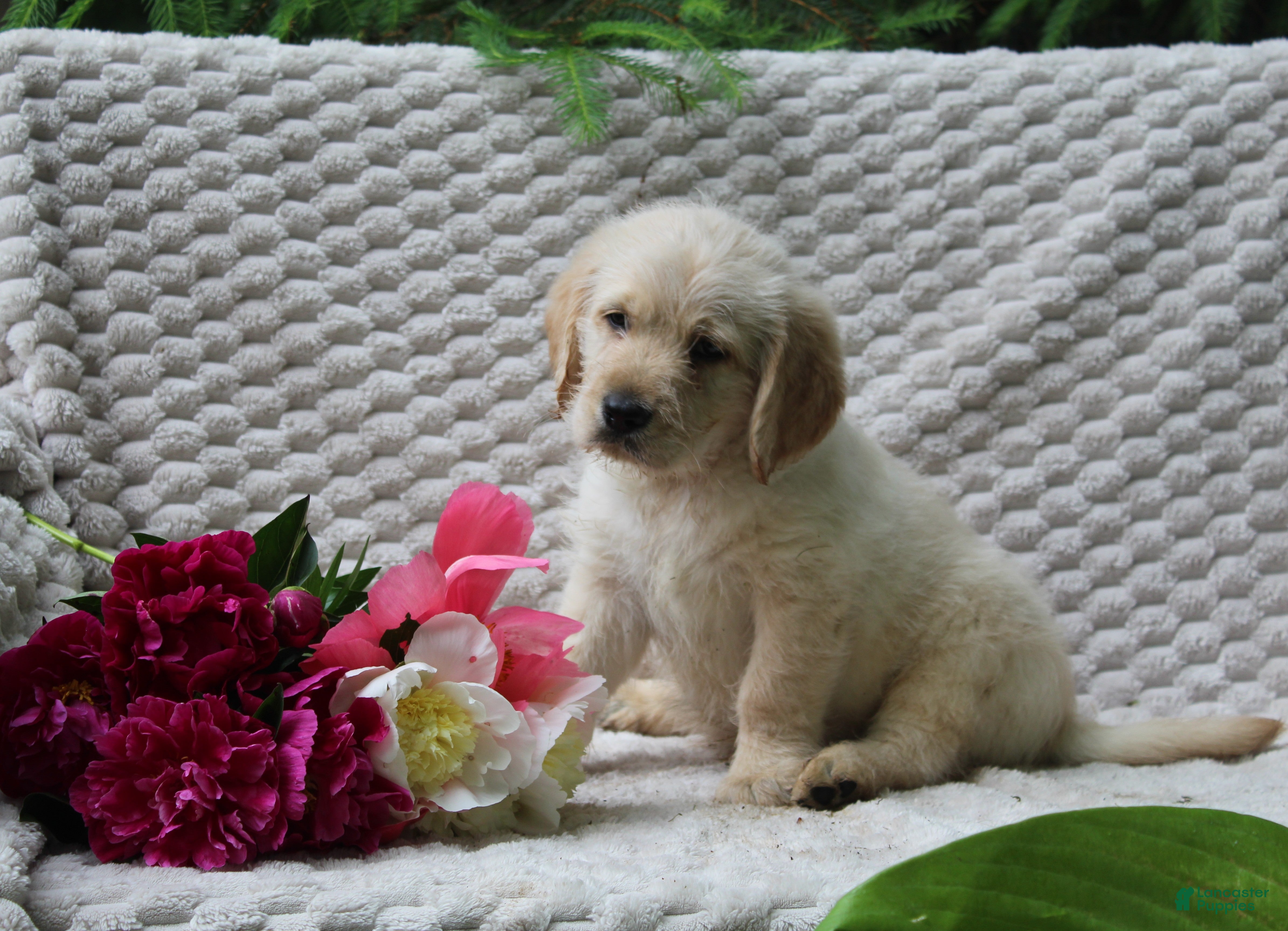 Labradoodle dogs Labradoodle Puppy 1 - Ad 2