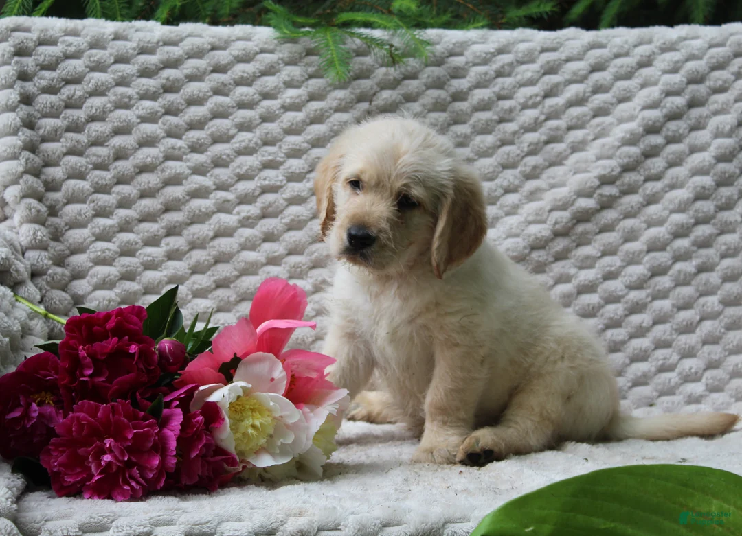 Labradoodle dogs for sale: Labradoodle Puppy 1 - Ad 2