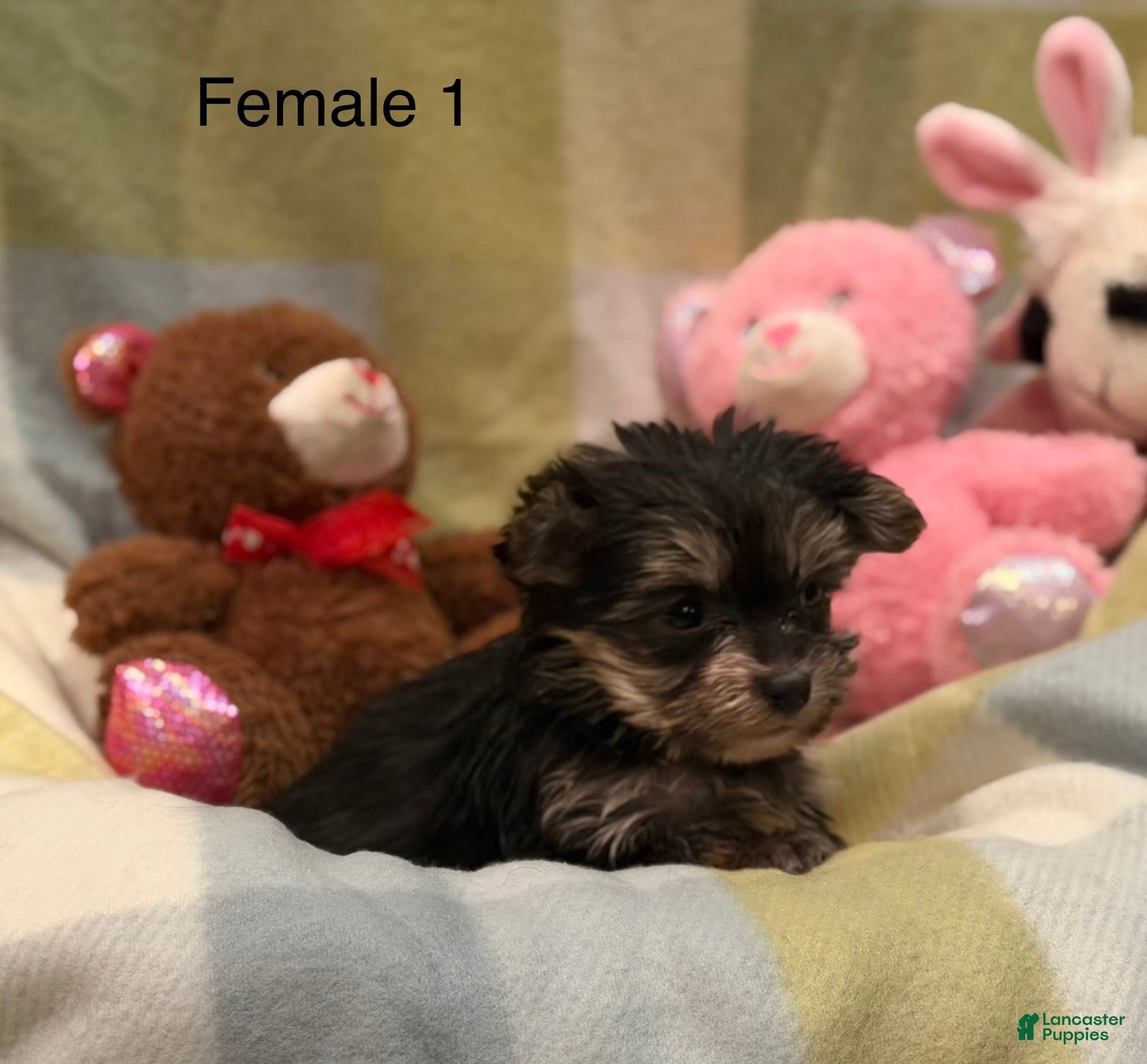 Morkie dogs Morkie Ava - Ad 2