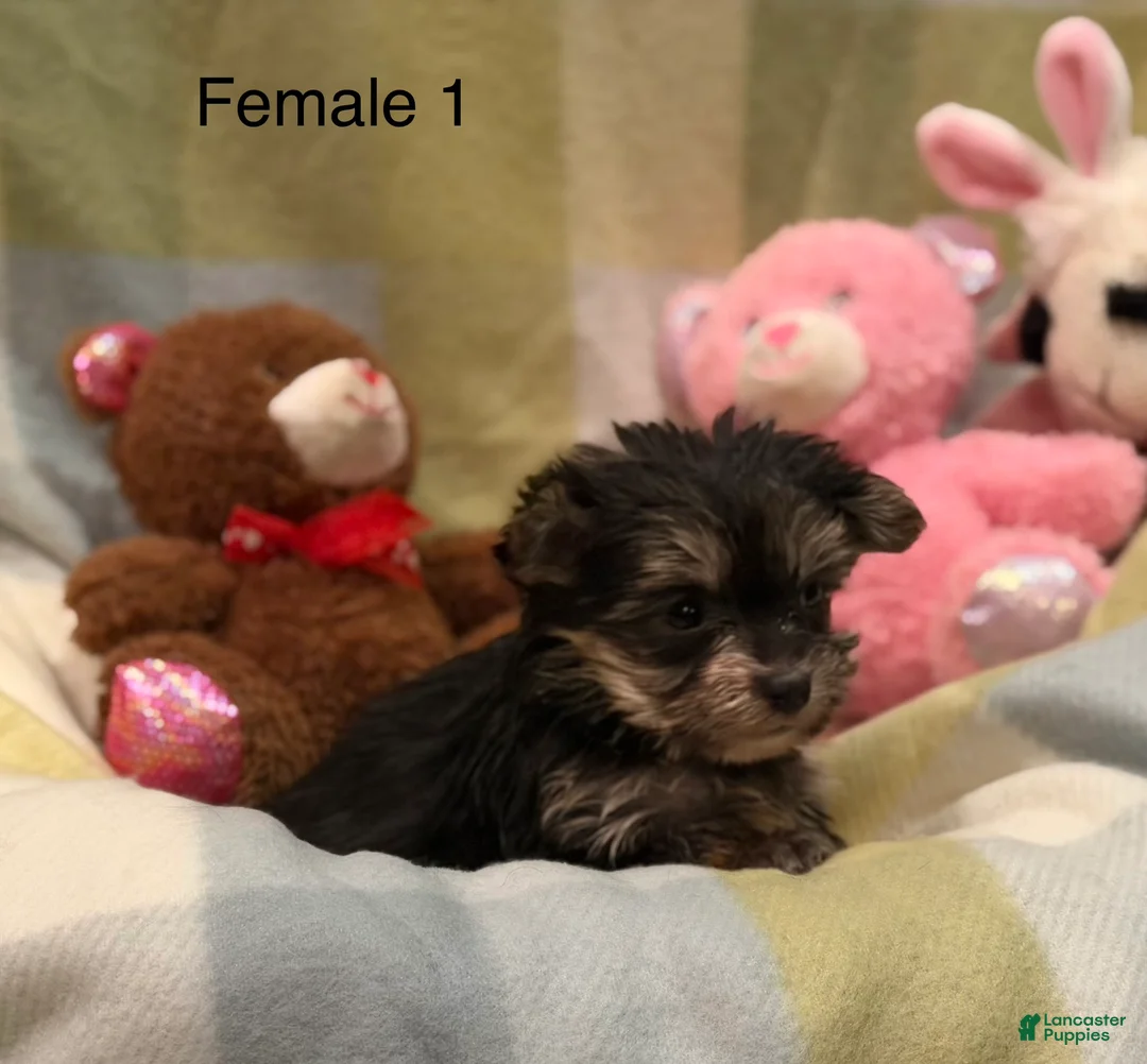Morkie dogs for sale: Morkie Ava - Ad 2