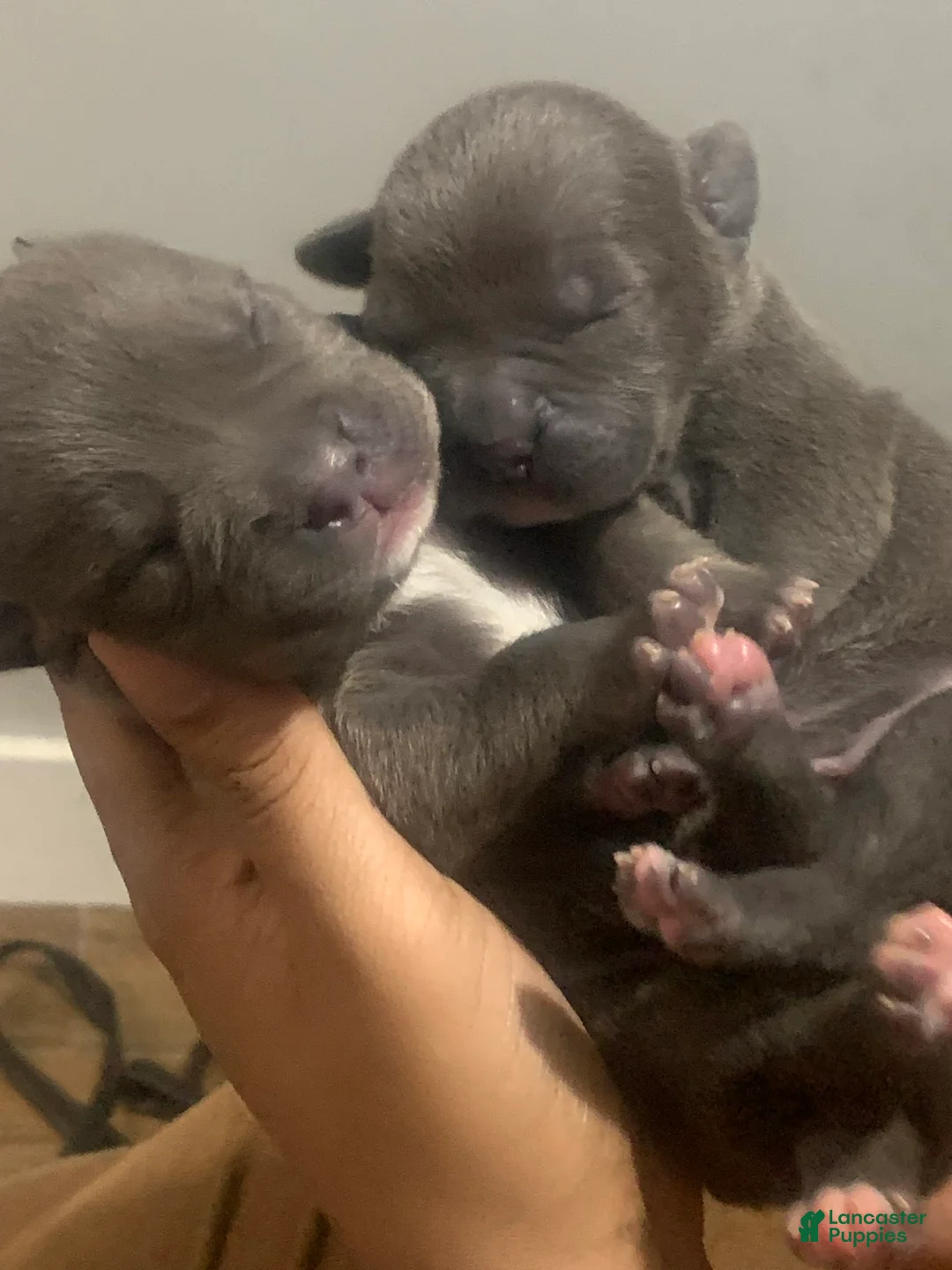 Gallery Image {{count}}