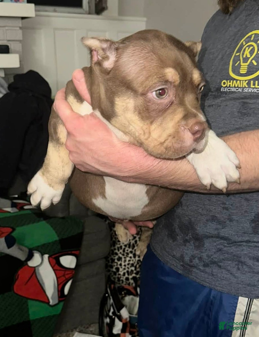 American Bully dogs Moose Tracks - Ad 40