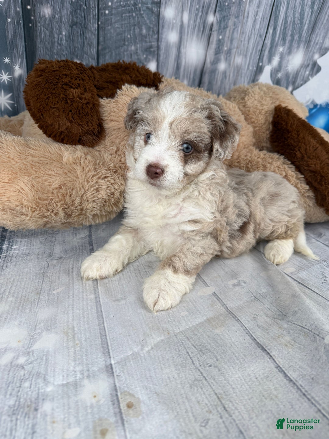 Aussiedoodle dogs for sale: Hendrik - Ad 10