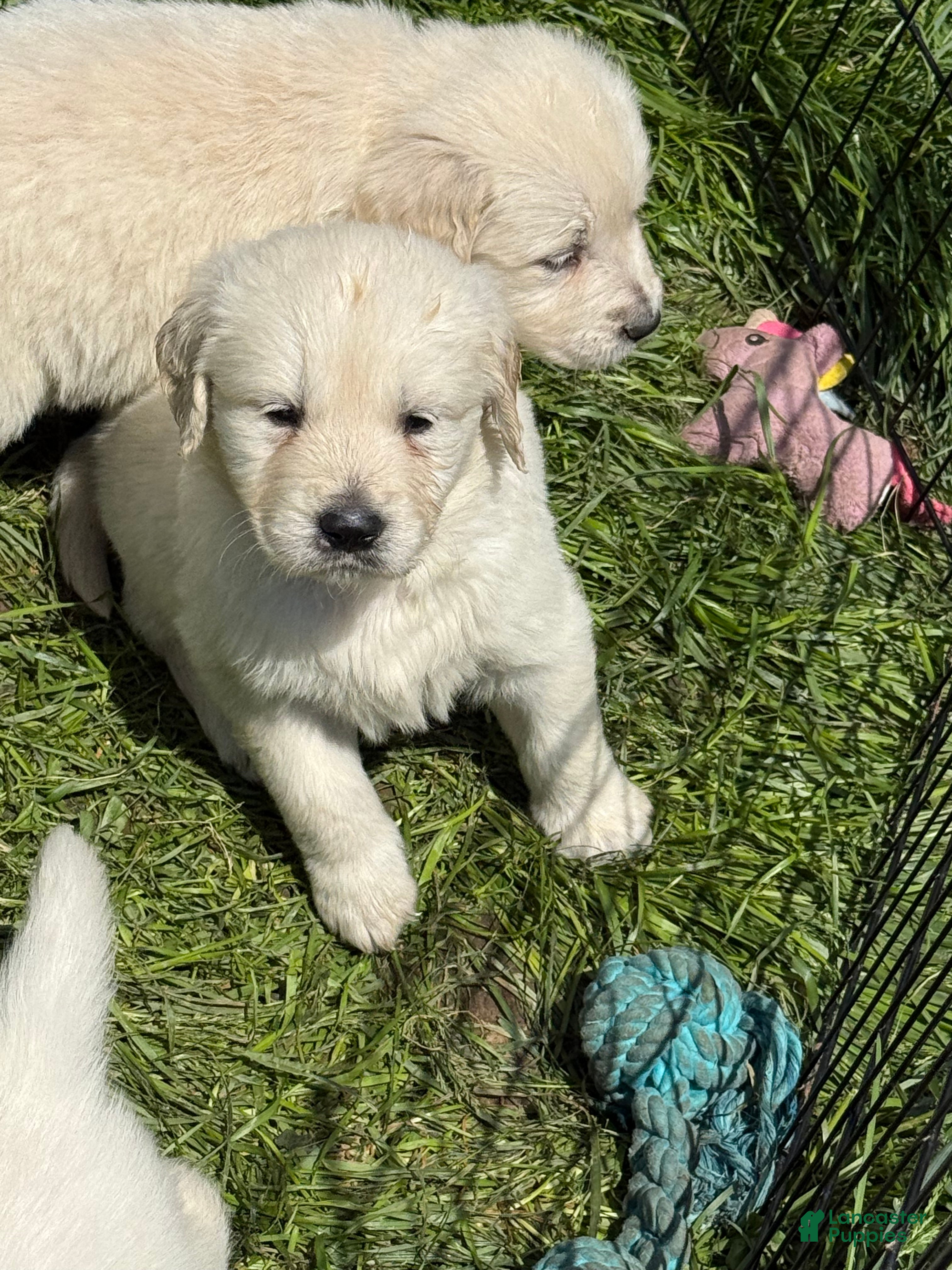 Golden Retriever dogs Golden Retriever Puppy 5 - Ad 5