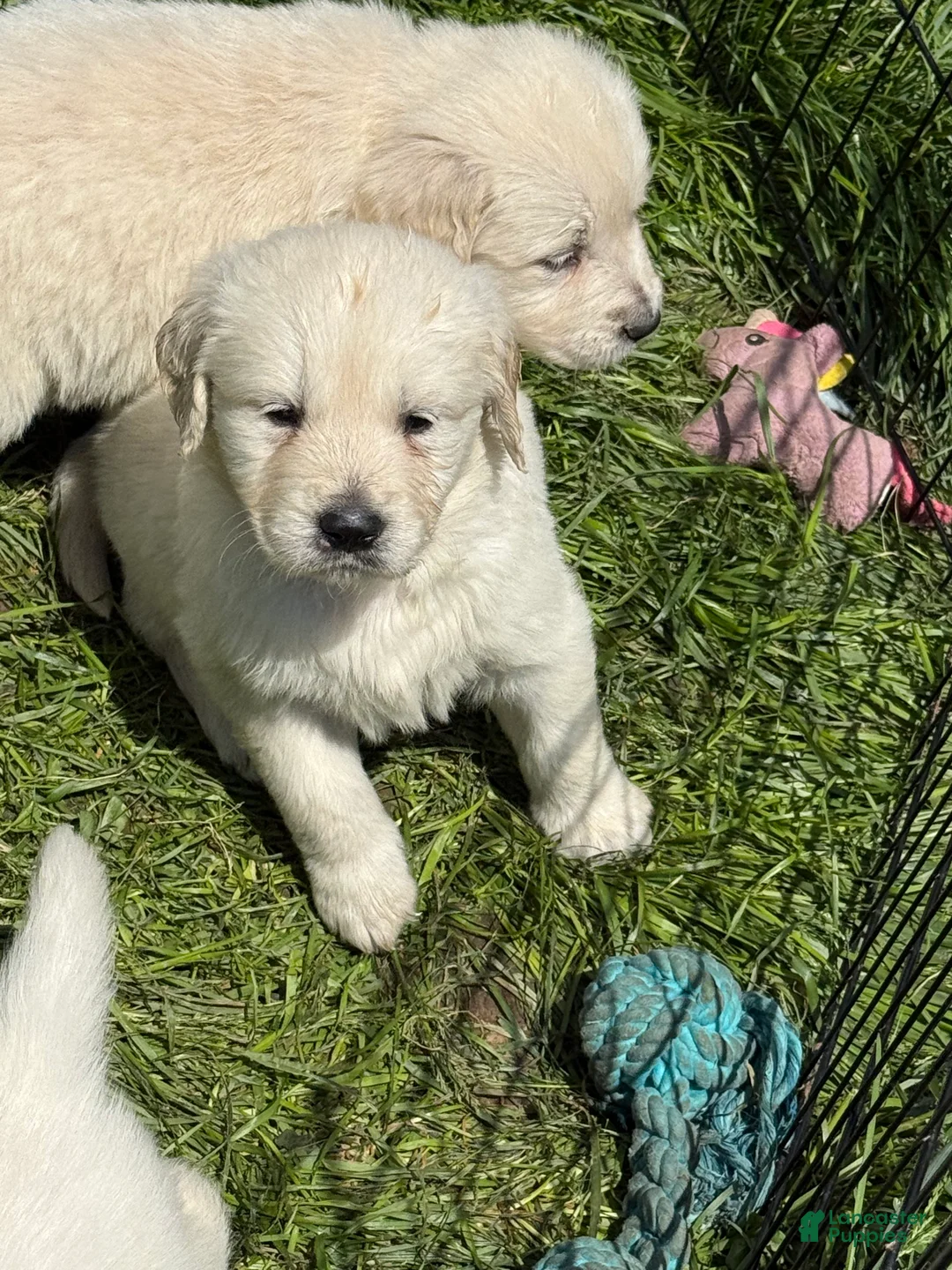 Golden Retriever dogs for sale: Golden Retriever Puppy 5 - Ad 1