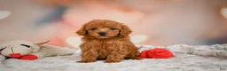 Toy Poodle dogs for sale: Alice - Ad 3