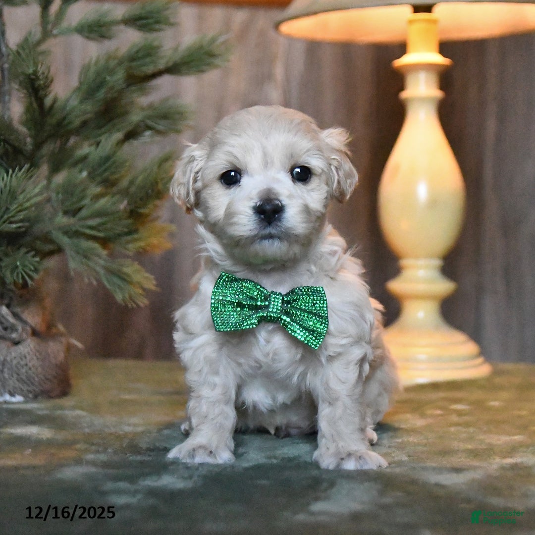 Mini Aussiedoodle dogs for sale: Prancer  - Ad 1