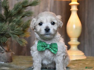 Mini Aussiedoodle dogs Prancer - Ad 39