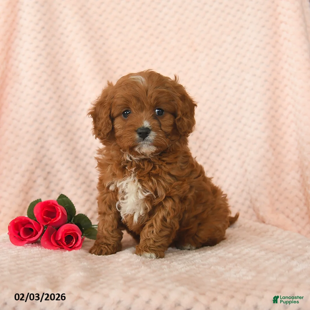 Cavapoo dogs for sale: Dash - Ad 1