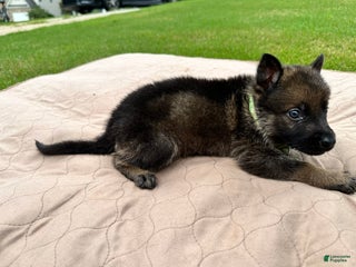 German Shepherd dogs - Ad 38