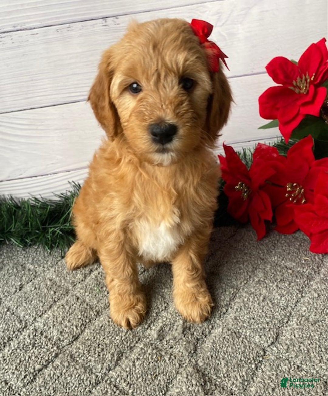 Mini Goldendoodle dogs for sale: Whitney - Ad 1