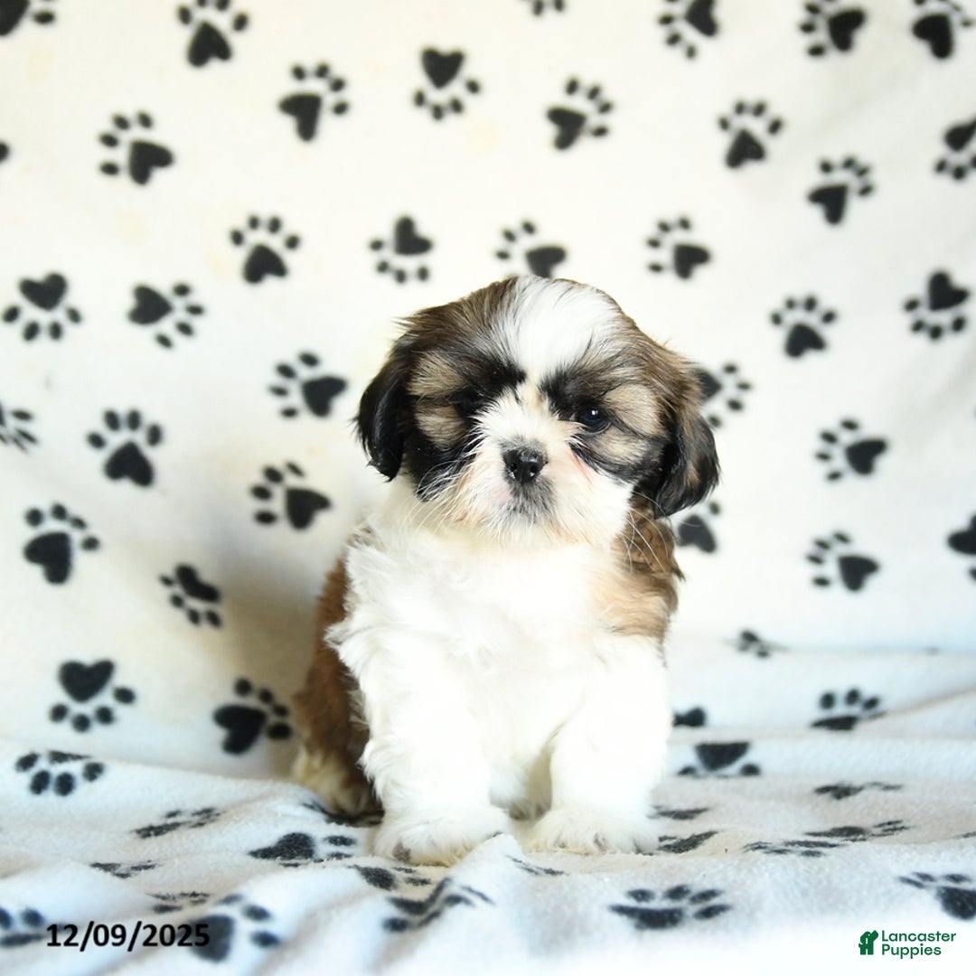 Shih Tzu dogs for sale: Piper - Ad 3
