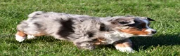 Miniature Australian Shepherd dogs for sale: Andre - Ad 14