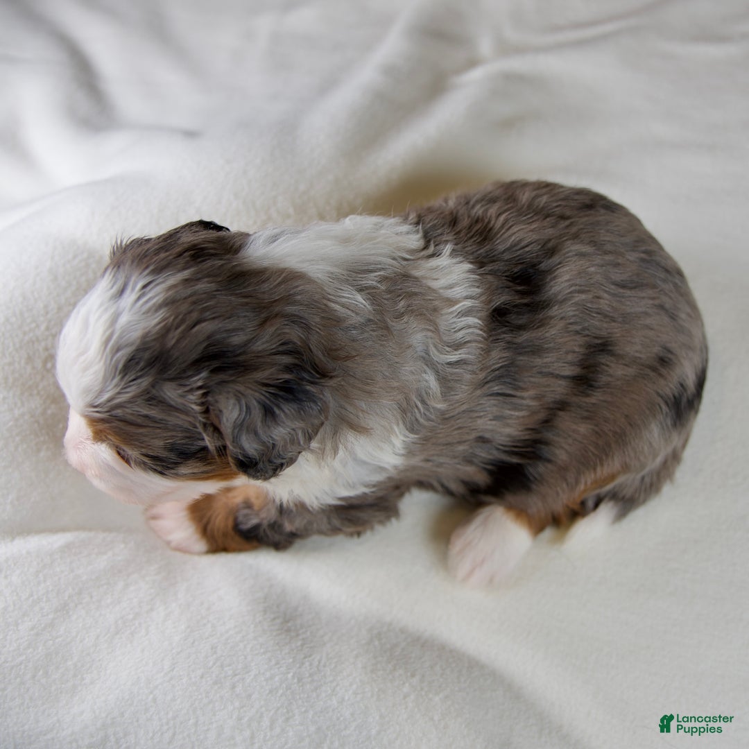 Mini Bernedoodle dogs for sale: Holly Girl - Ad 4