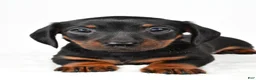 Miniature Dachshund dogs for sale: Franklin - Ad 6