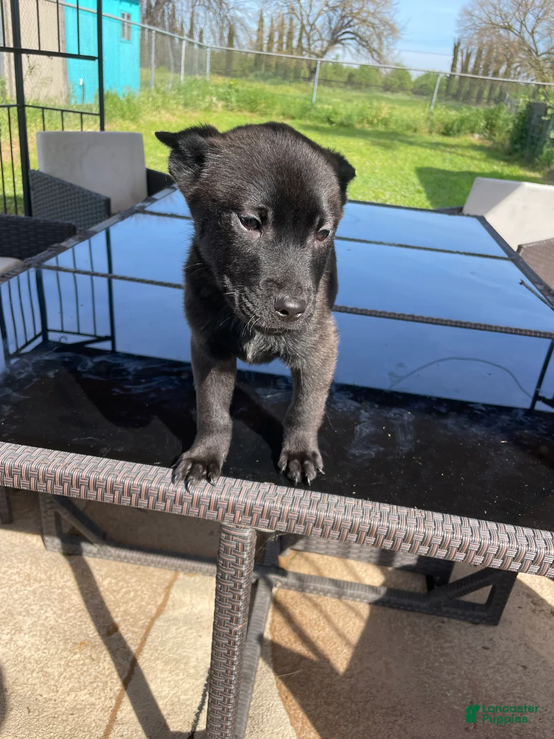 Mixed Breed dogs for sale: Arnold - Ad 1