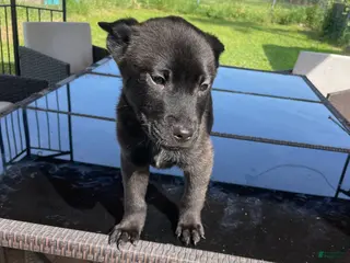 Mixed Breed dogs Arnold - Ad 22