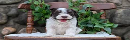 Havanese dogs for sale: Niles - Ad 9