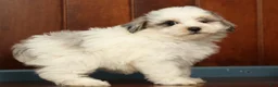 Pomapoo dogs for sale: Paisley - Ad 8