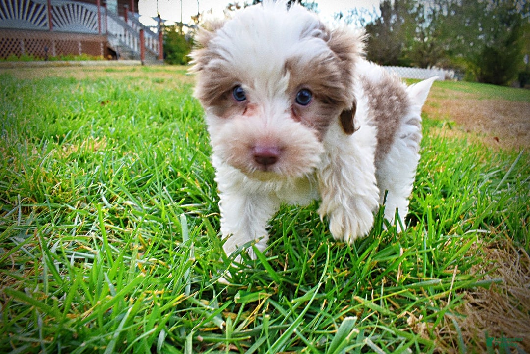 Havapoo dogs for sale: Nabisco - Ad 16