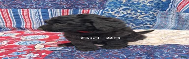 Labradoodle 5