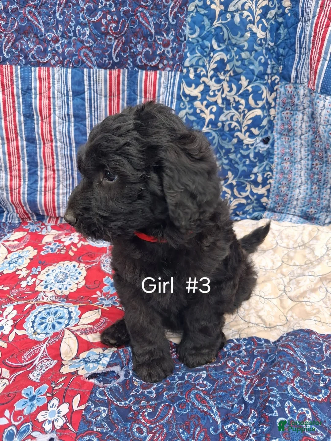 Labradoodle dogs for sale: Labradoodle 5 - Ad 1