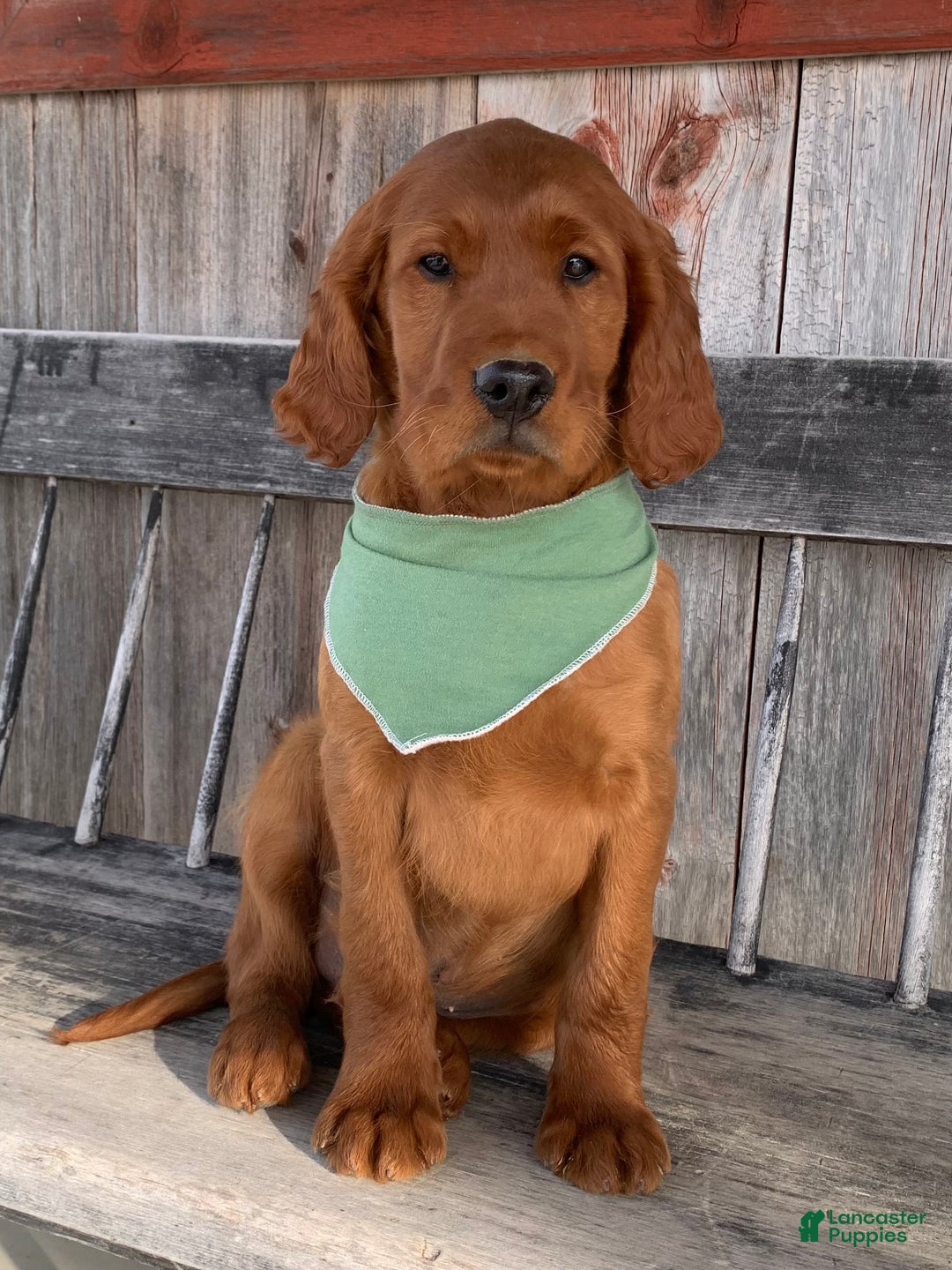 Irish Setter dogs for sale: Murphy - Ad 10